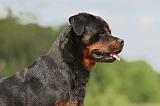 ROTTWEILER 293